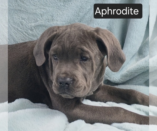 Medium Photo #2 Cane Corso Puppy For Sale in MINERAL WELLS, WV, USA