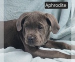 Small #1 Cane Corso