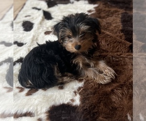 Yorkshire Terrier Puppy for sale in ACTON, CA, USA