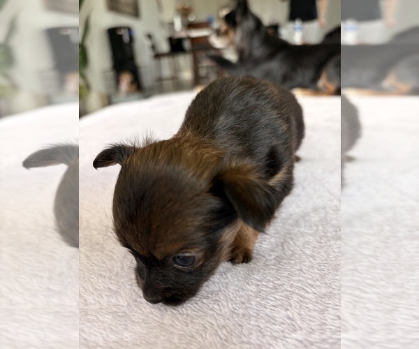 Medium Photo #8 Chihuahua Puppy For Sale in SAN ANTONIO, TX, USA