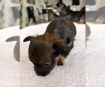 Small #7 Chihuahua