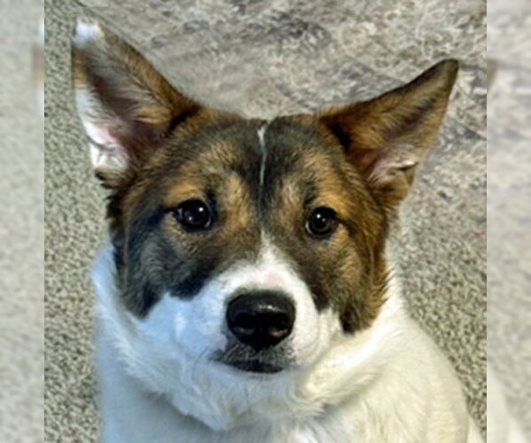 Medium Photo #18 German Shepherd Dog-Unknown Mix Puppy For Sale in Arlington, VA, USA