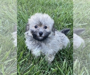 La-Chon Puppy for sale in SENECA FALLS, NY, USA