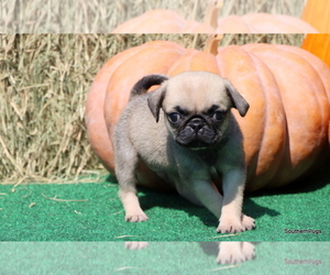 Pug Puppy for sale in WINNSBORO, TX, USA