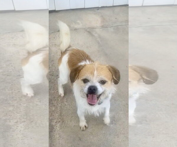 Medium Photo #2 Border Terrier-Unknown Mix Puppy For Sale in Newport Beach, CA, USA