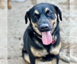 Small Rottweiler Mix