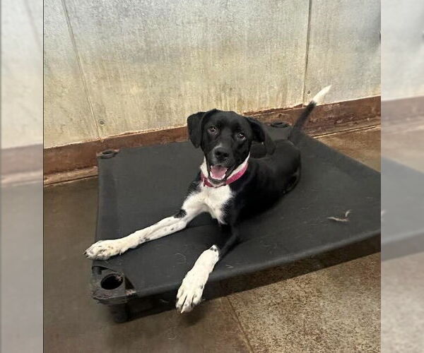 Medium Photo #11 Beagle-Unknown Mix Puppy For Sale in Evansville, IN, USA