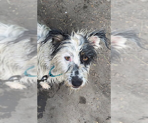 Medium Photo #5 Bearded Collie-Old English Sheepdog Mix Puppy For Sale in MIDWAY, UT, USA