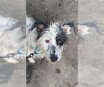 Small #4 Bearded Collie-Old English Sheepdog Mix