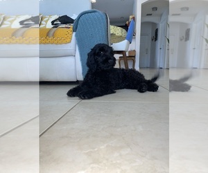Goldendoodle Puppy for sale in COOPER CITY, FL, USA