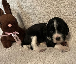 English Springer Spaniel Puppy for sale in GORMAN, CA, USA