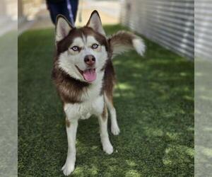 Siberian Husky-Unknown Mix Dogs for adoption in Las Vegas, NV, USA