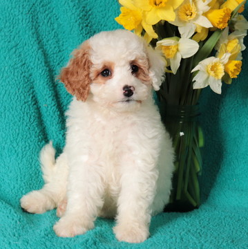 Medium Photo #1 Cockapoo-Poodle (Miniature) Mix Puppy For Sale in GAP, PA, USA