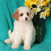 Small Photo #1 Cockapoo-Poodle (Miniature) Mix Puppy For Sale in GAP, PA, USA