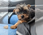Small Photo #6 Yorkshire Terrier Puppy For Sale in SPENCER, TN, USA