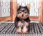 Small #1 Yorkshire Terrier