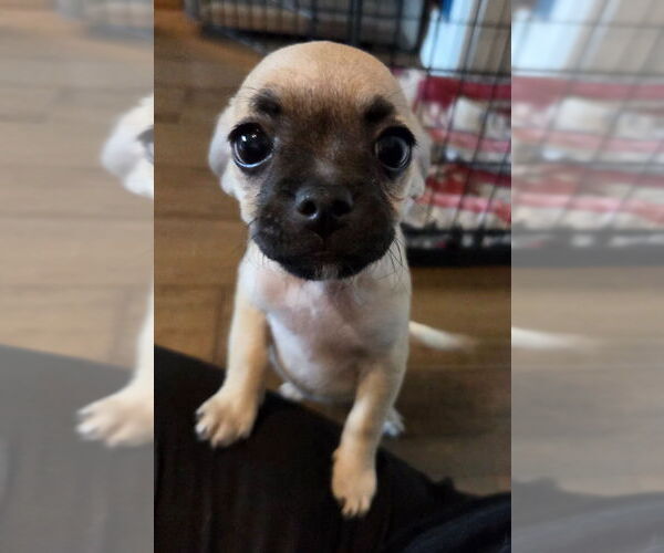 Medium Photo #4 Pug-Unknown Mix Puppy For Sale in Lake Forest, CA, USA
