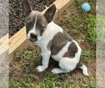 Small #3 Mutt