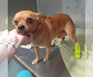 Chihuahua-Unknown Mix Dogs for adoption in Chico, CA, USA