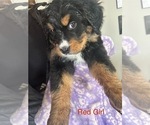 Puppy Red Girl Bernese Mountain Dog