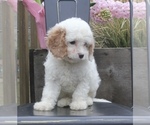 Small Photo #2 Cavapoo Puppy For Sale in CAPON BRIDGE, WV, USA
