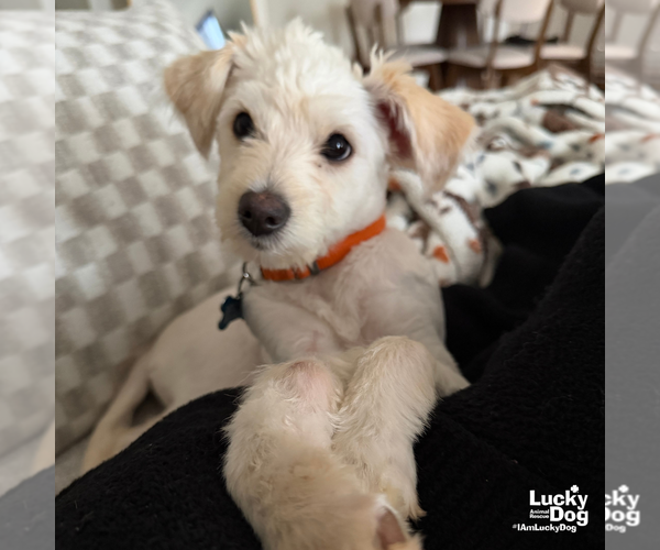 Medium Photo #14 Shih Tzu-Unknown Mix Puppy For Sale in Washington, DC, USA