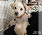Small #13 Shih Tzu Mix
