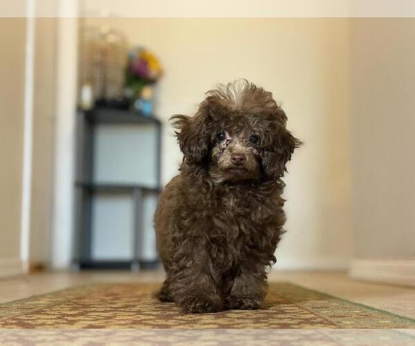Medium Photo #1 Poodle (Toy) Puppy For Sale in TUCSON, AZ, USA