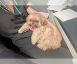 Small Photo #4 Shih Tzu Puppy For Sale in Wheaton, IL, USA