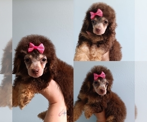 Poodle (Toy) Puppy for sale in PALM BAY, FL, USA
