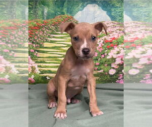 Mutt Dogs for adoption in Lakewood, CO, USA