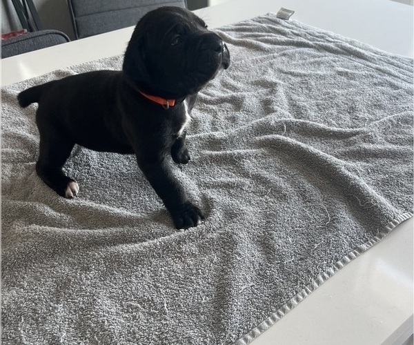 Medium Photo #15 Cane Corso Puppy For Sale in HORACE, ND, USA