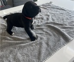 Small #14 Cane Corso