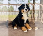 Small Photo #8 Bernese Mountain Dog Puppy For Sale in OCALA, FL, USA