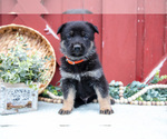 Small #3 German Shepherd Dog