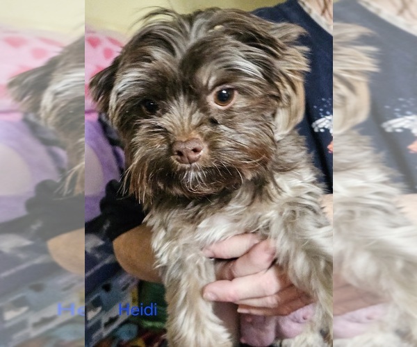 Medium Photo #1 Yorkshire Terrier Puppy For Sale in CONKLIN, NY, USA