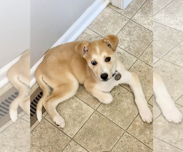 Medium Photo #3 Labsky Puppy For Sale in Omaha, NE, USA