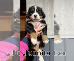 Bernese Mountain Dog Puppy for sale in DARLINGTON, WI, USA