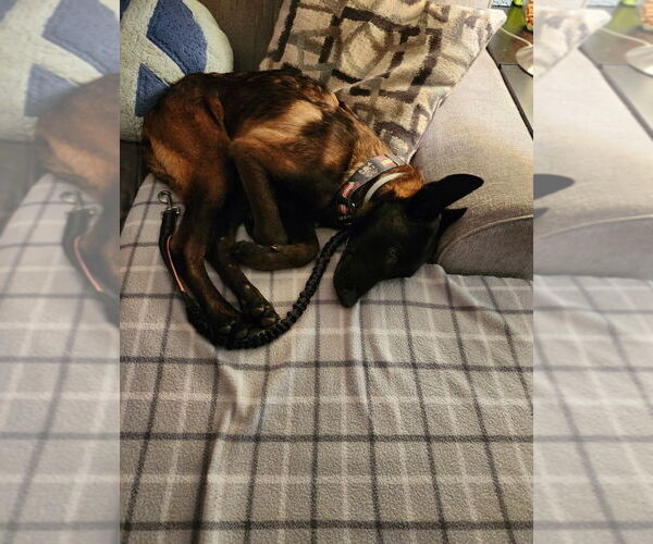 Medium Photo #4 Mutt Puppy For Sale in Imlay City, MI, USA