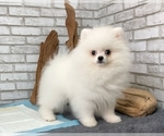 Small Photo #7 Pomeranian Puppy For Sale in CHICAGO, IL, USA
