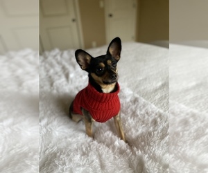Papillon-Schnauzer (Miniature) Mix Puppy for sale in VANCOUVER, WA, USA
