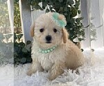 Small #1 Poodle (Toy)
