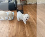 Small Photo #5 Maltipoo Puppy For Sale in HIGH POINT, NC, USA