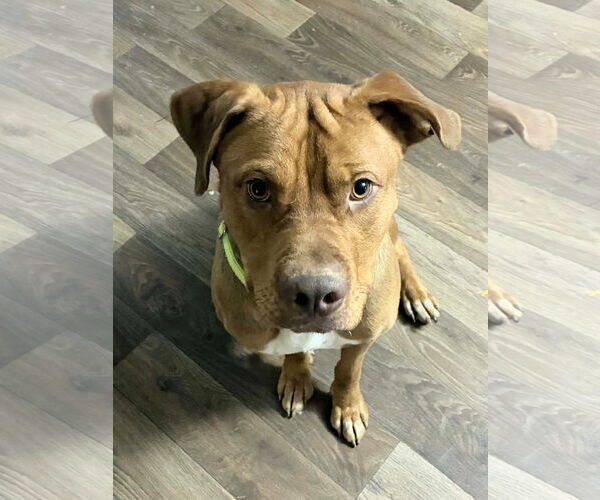 Medium Photo #1 American Staffordshire Terrier-Unknown Mix Puppy For Sale in Holly Springs, NC, USA