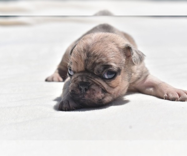 Medium Photo #6 Pug Puppy For Sale in PALM COAST, FL, USA