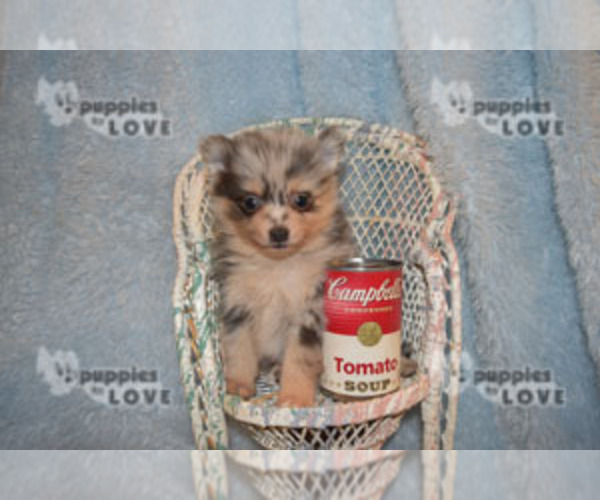 Medium Photo #13 Pomeranian Puppy For Sale in SANGER, TX, USA