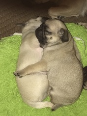 Pug Puppy for sale in ROHNERT PARK, CA, USA