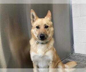 Cardigan Welsh Corgi-German Shepherd Dog Mix Dogs for adoption in Orange, CA, USA