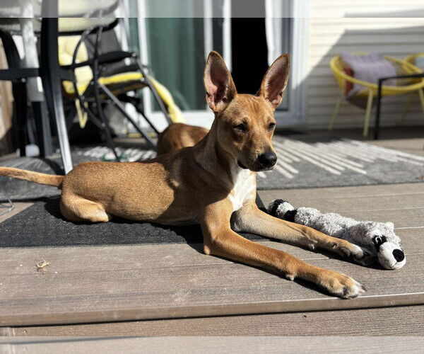 Medium Photo #2 Basenji-Unknown Mix Puppy For Sale in Coldwater, MI, USA