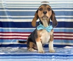 Small Photo #3 Beagle Puppy For Sale in LANCASTER, PA, USA